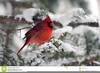 Cardinal Clipart Graphics Image