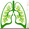 Free Lung Clipart Image