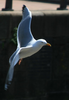 Gull Bird Image