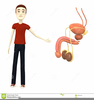 Clipart Male Reproductive System Image