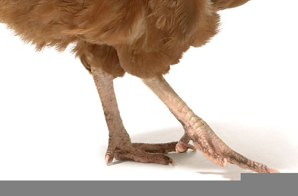 Chicken Legs Alive | Free Images at Clker.com - vector clip art online