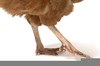 Chicken Legs Alive Image