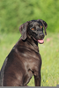 Weimaraner Doberman Mix Image