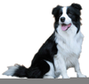Collie Dog Clipart Image