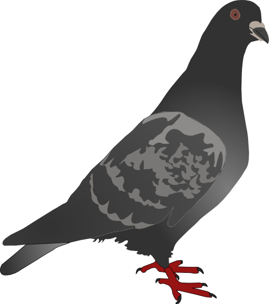 Black Pigeon Clip Art at Clker.com - vector clip art online, royalty free & public domain