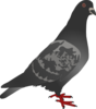 Black Pigeon Clip Art