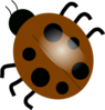 Brown Ladybugs  Clip Art
