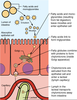 Fat Absorption Diagram Image