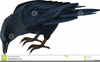 Clipart Of Black Raven Image