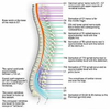 Lumbar Vertebrae Numbers Image