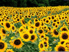 Van Gogh Sunflowers Clipart Image