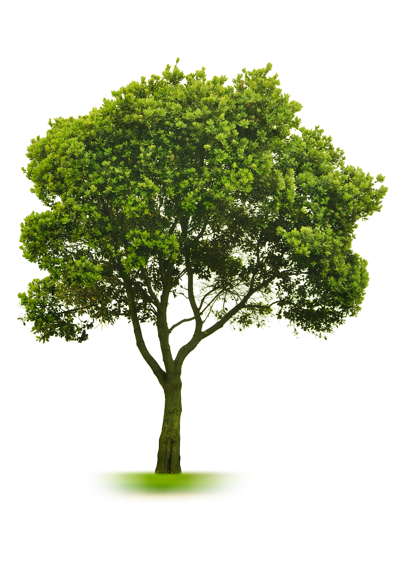 Download Tree | Free Images at Clker.com - vector clip art online, royalty free & public domain