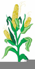 Corn Shock Clipart Image