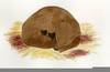 Bear Hibernation Clipart Image