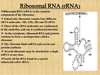 Ribosomal Rna Function Image