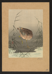 Snipe Bird In Reeds. Image