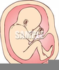 Childbirth Clipart Image