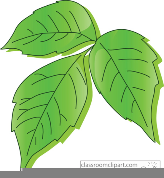 Free Poison Clipart | Free Images at Clker.com - vector clip art online ...