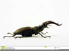 Beetle Crawling Clipart Image