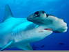 Scalloped Hammerhead Shark Image