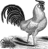 Vintage Rooster Clipart Image