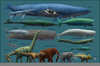 Prehistoric Sperm Whales Image