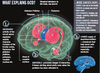 Ocd Brain Structure Image