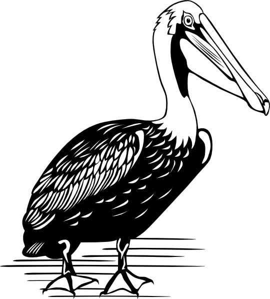 Pelican Clip Art at Clker.com - vector clip art online, royalty free