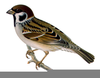 Sparrow Clipart Free Image