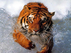 Bathing Tiger Image