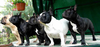 Bulldog Breeds Store Image