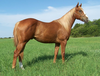 Quarter Horse Tails Image
