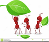 Animated Ants Clipart Free Image