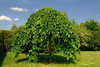 Weeping Mulberry Trees Image