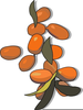 Figs Clipart Image