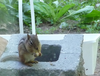 Chipmunk Image