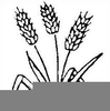 Free Clipart Of Wheat Stalks Image