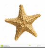 Vintage Starfish Clipart Image