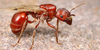 Harvester Ants Image