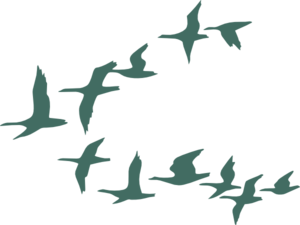 Teal Flock Of Geese Clip Art