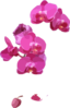 Pink Orchids Clip Art