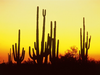 Saguaro Cactus At Sunset Arizona Image