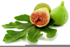 Clipart Fig Leaf Image