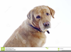 Animation Clipart Labrador Retrievers Image