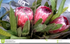 Clipart Of Protea Flower Image