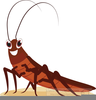 Clipart Cockroach Image