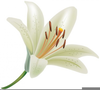 Free White Lily Clipart Image