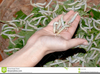 Free Clipart Silkworms Image