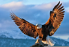 Eagle Photos Gallery Image