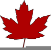 Maple Leaf Clipart Image